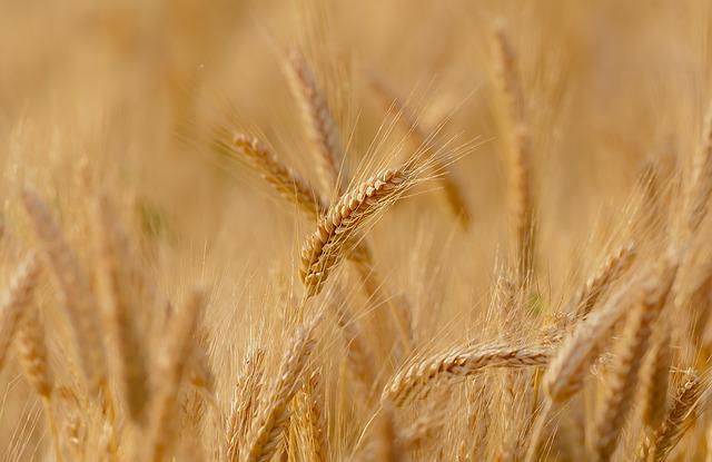 麦の画像